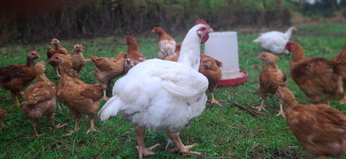 Chicken