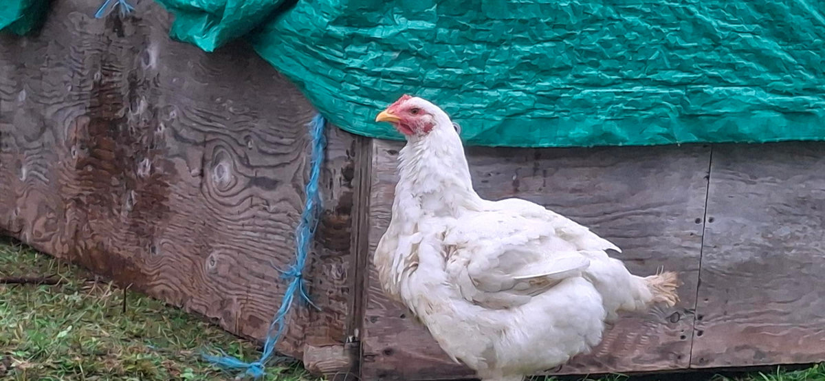 Pasture-Raised Chicken - Batch #C001