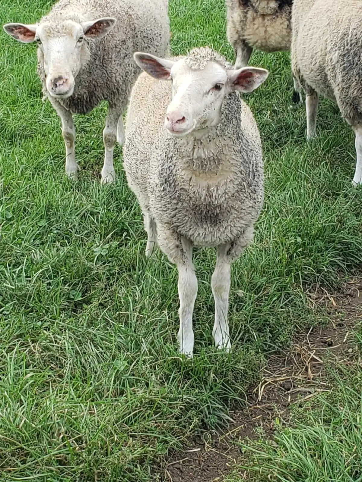 Lamb #L003 - Rideau x Dorset
