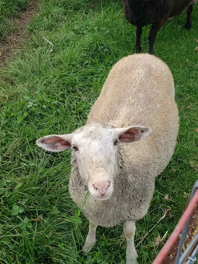Lamb #L002 - Rideau x Dorset