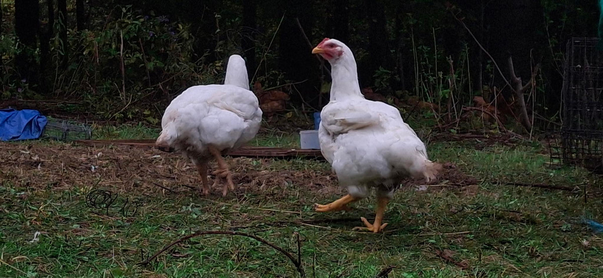 Pasture-Raised Chicken - Batch #C001