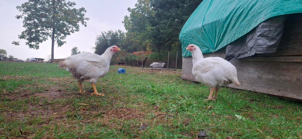 Pasture-Raised Chicken - Batch #C001