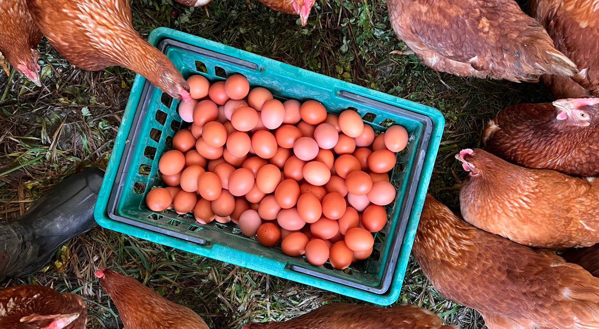 Farm Fresh Eggs - Canada Grade A (Dozen)
