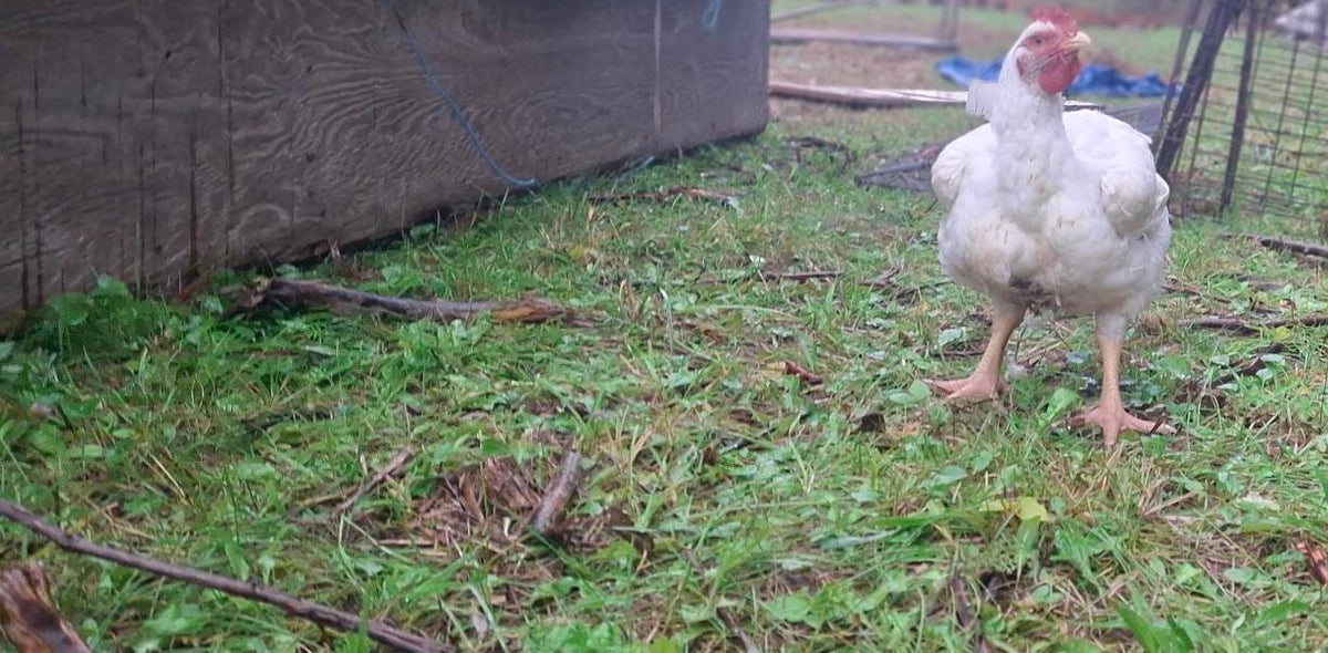Pasture-Raised Chicken - Batch #C001