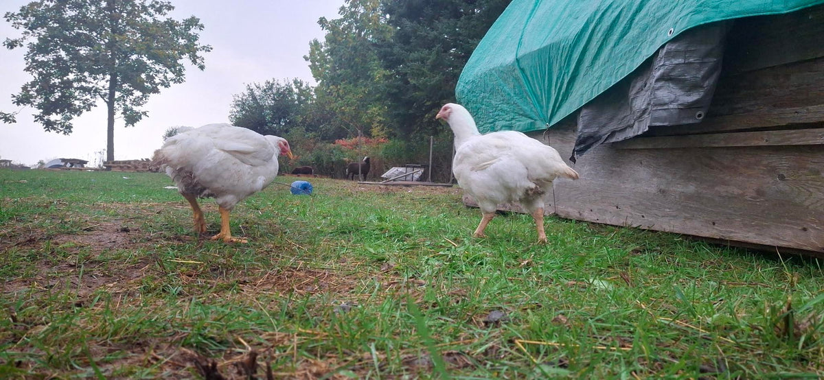 Pasture-Raised Chicken - Batch #C001