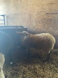 Lamb #L001 - Rideau x Dorset
